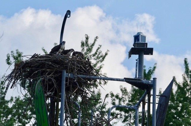 Osprey chicks